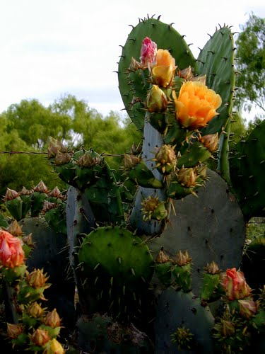 Crystal City Cactus Flowers.jpg